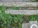 image of grave number 835799